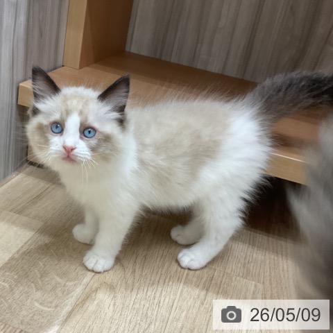 長野県のラグドール (ペットプラス 上田店/2026年2月27日生まれ/男の子/シールポイントバイカラー)の子猫の3枚目の画像