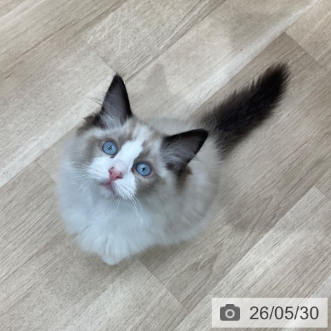 長野県のラグドール (ペットプラス 上田店/2026年2月27日生まれ/男の子/シールポイントバイカラー)の子猫の3枚目の画像
