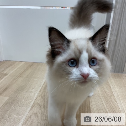 長野県のラグドール (ペットプラス 上田店/2026年2月27日生まれ/男の子/シールポイントバイカラー)の子猫の3枚目の画像