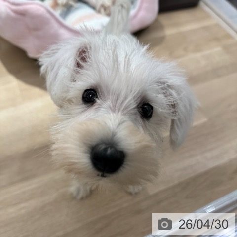 ミニチュア・シュナウザーの写真