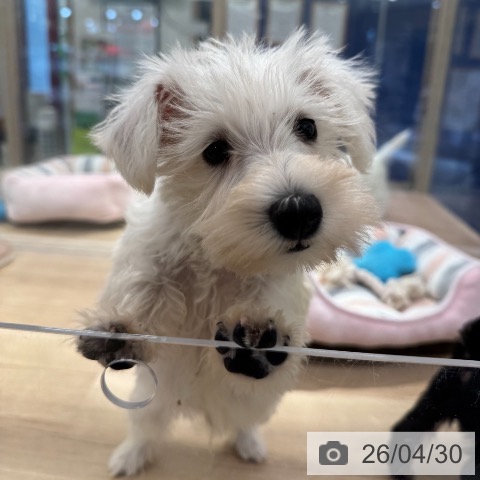 ミニチュア・シュナウザーの写真