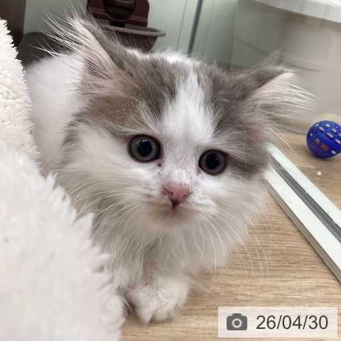 スコティッシュフォールドの写真