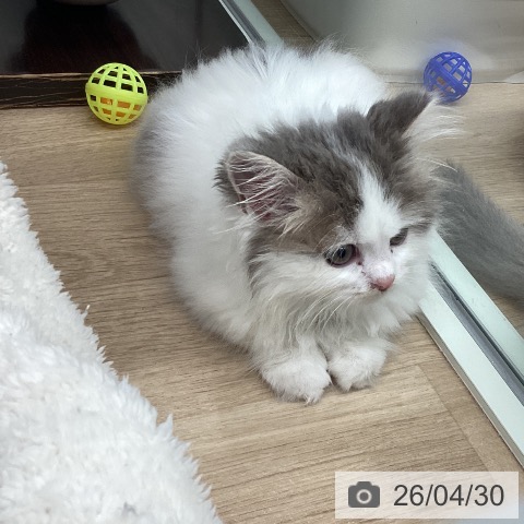 スコティッシュフォールドの写真