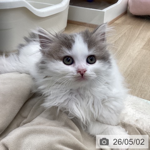 スコティッシュフォールドの写真