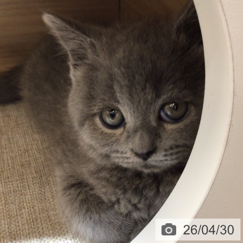 ブリティッシュショートヘアの写真