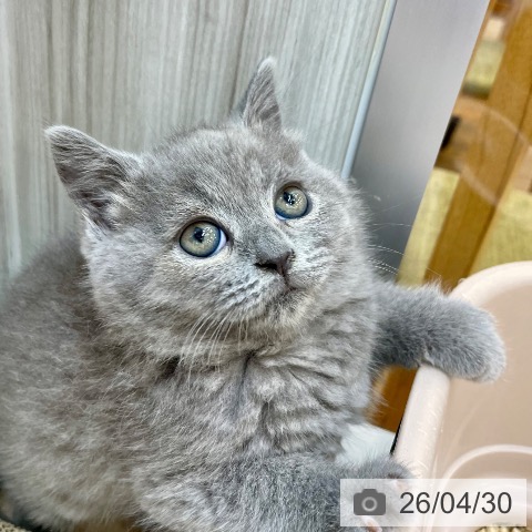 ブリティッシュショートヘアの写真