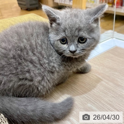 ブリティッシュショートヘアの写真