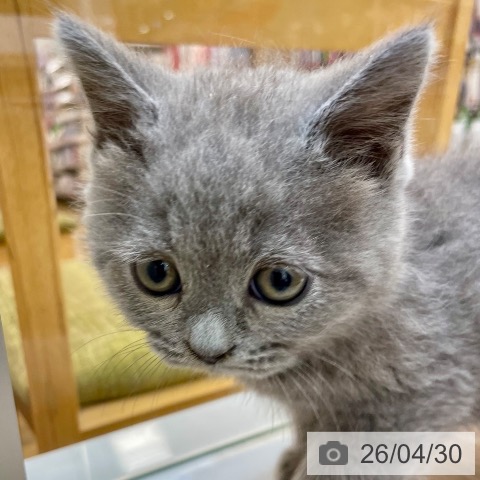 沖縄県のブリティッシュショートヘアー (ペットプラス 南風原店/2026年2月26日生まれ/男の子/ブルー)の子猫の4枚目の画像