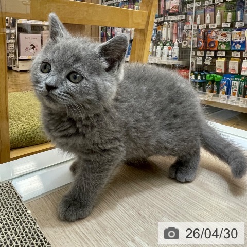 沖縄県のブリティッシュショートヘアー (ペットプラス 南風原店/2026年2月26日生まれ/男の子/ブルー)の子猫の3枚目の画像