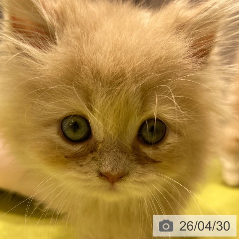 サイベリアンの写真