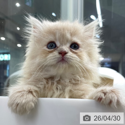 サイベリアンの写真