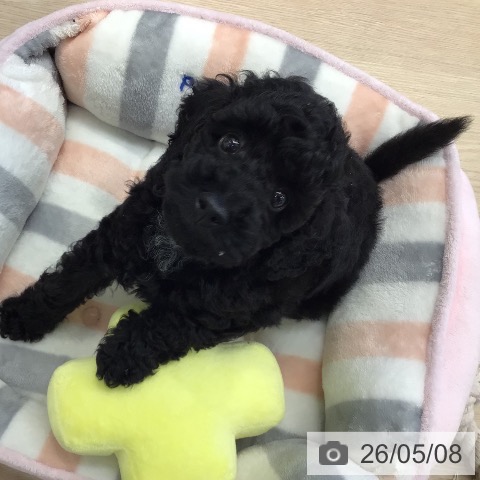 埼玉県のトイプードル(トイ) (ペットプラス 八潮店/2026年2月27日生まれ/男の子/ブラック)の子犬の4枚目の画像