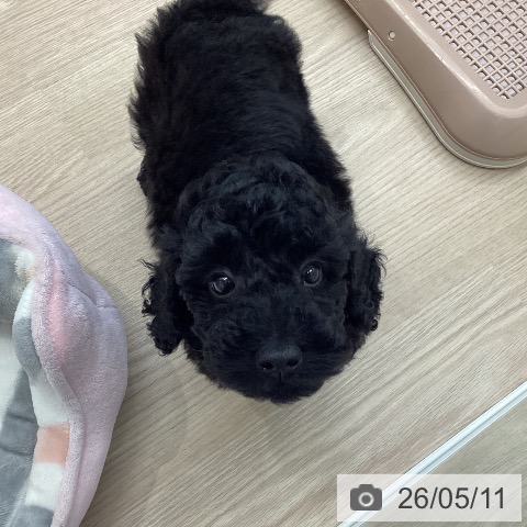 埼玉県のトイプードル(トイ) (ペットプラス 八潮店/2026年2月27日生まれ/男の子/ブラック)の子犬の3枚目の画像