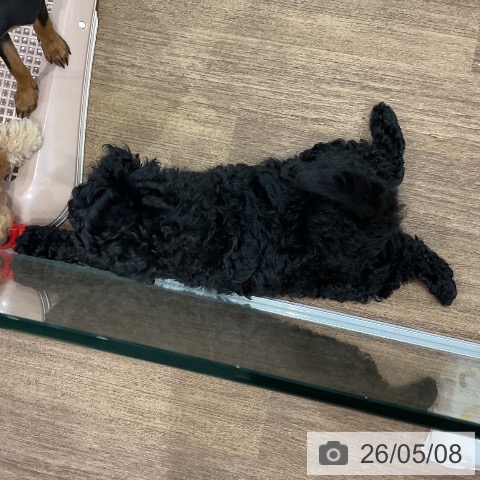 埼玉県のトイプードル(トイ) (ペッツワン 吉川美南店/2026年2月27日生まれ/男の子/ブラック)の子犬の4枚目の画像