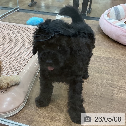 埼玉県のトイプードル(トイ) (ペッツワン 吉川美南店/2026年2月27日生まれ/男の子/ブラック)の子犬の3枚目の画像
