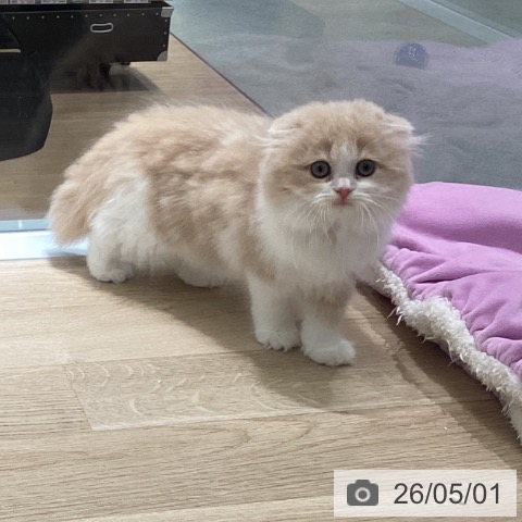 東京都のスコティッシュフォールド (ペットプラス 立川高島屋S.C.店/2026年2月22日生まれ/女の子/クリームホワイト)の子猫の3枚目の画像