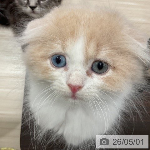 埼玉県のスコティッシュフォールド (ペットプラス 上尾店/2026年2月22日生まれ/女の子/クリームホワイト)の子猫の3枚目の画像