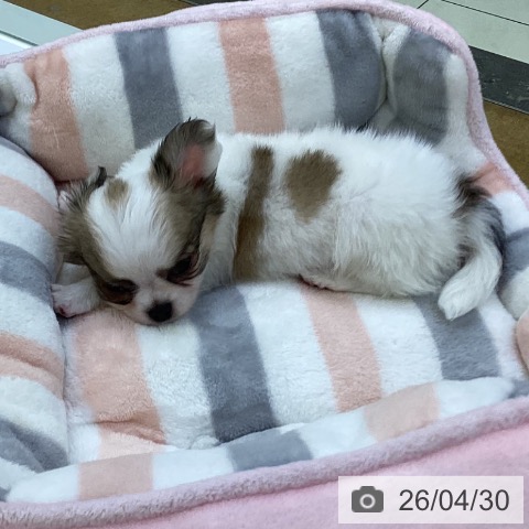 埼玉県のチワワ(ロング) (ペットプラス 羽生店/2026年2月27日生まれ/男の子/ホワイトレッド)の子犬の3枚目の画像