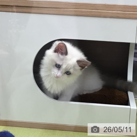 ラグドールの写真