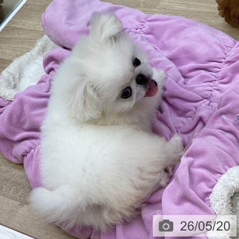 山梨県のペキニーズ (ペットプラス 甲府昭和店/2026年2月20日生まれ/男の子/ホワイト)の子犬の4枚目の画像