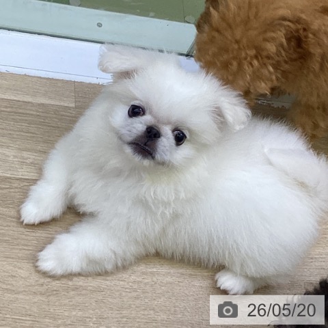 山梨県のペキニーズ (ペットプラス 甲府昭和店/2026年2月20日生まれ/男の子/ホワイト)の子犬の3枚目の画像