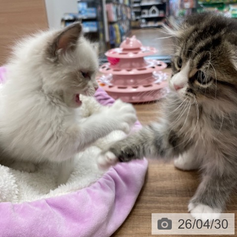 ラグドールの写真