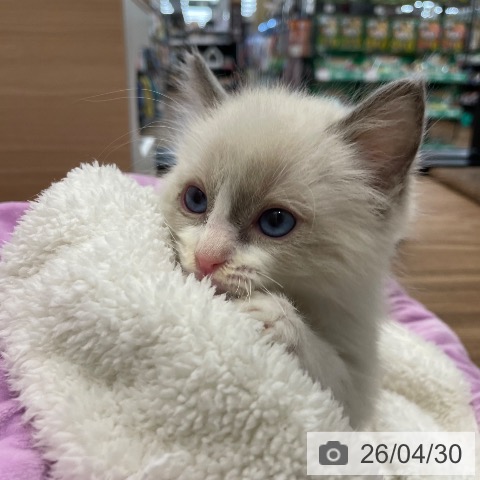 ラグドールの写真