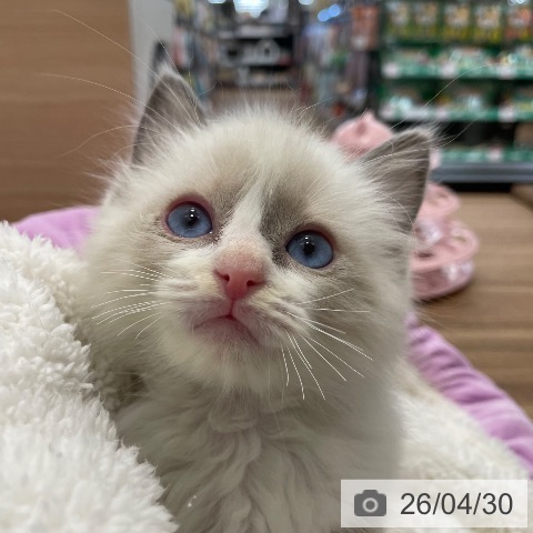 ラグドールの写真