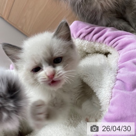 ラグドールの写真