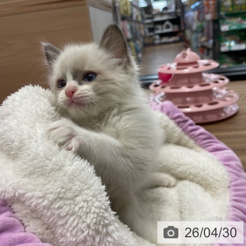 ラグドールの写真