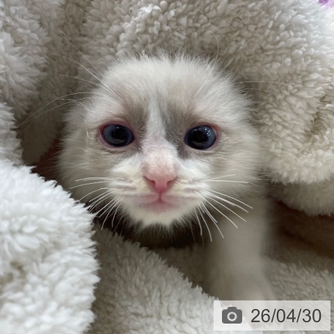 ラグドールの写真