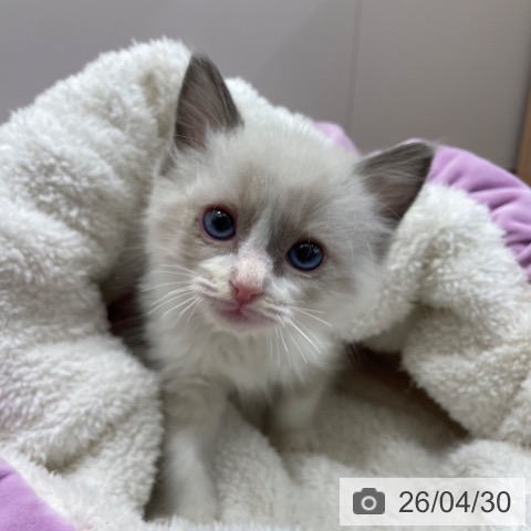 ラグドールの写真