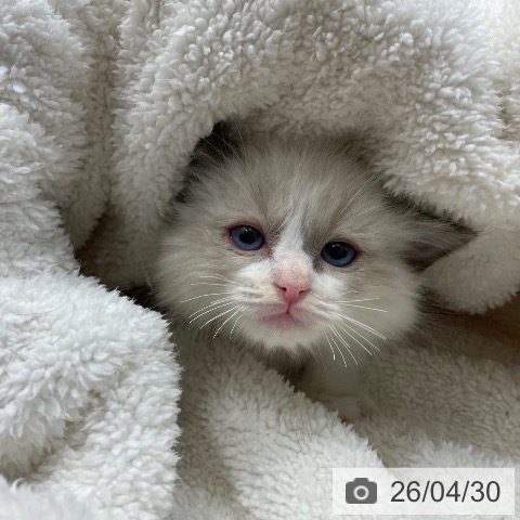 ラグドールの写真