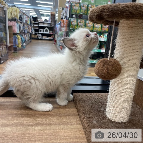 ラグドールの写真