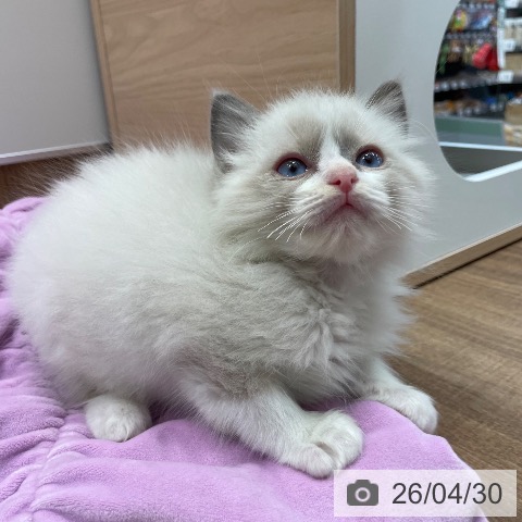 ラグドールの写真