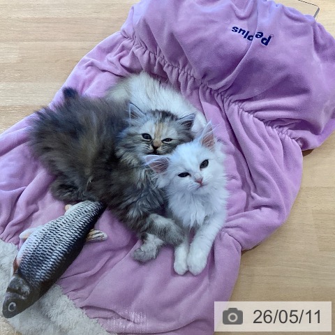 ミヌエットの写真