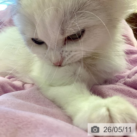 鹿児島県のミヌエット (ペットプラス 姶良店/2026年2月6日生まれ/女の子/ダイリュートキャリコ)の子猫の4枚目の画像
