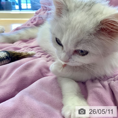 鹿児島県のミヌエット (ペットプラス 姶良店/2026年2月6日生まれ/女の子/ダイリュートキャリコ)の子猫の3枚目の画像
