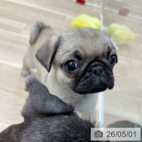 東京都のパグ (ペットプラス 大井町トラックス店/2026年2月26日生まれ/女の子/フォーン)の子犬の3枚目の画像