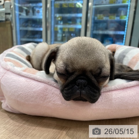 東京都のパグ (ペットプラス 大井町トラックス店/2026年2月26日生まれ/女の子/フォーン)の子犬の3枚目の画像