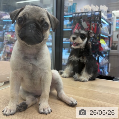 神奈川県のパグ (ペットプラス 武蔵小杉店/2026年2月26日生まれ/女の子/フォーン)の子犬の4枚目の画像