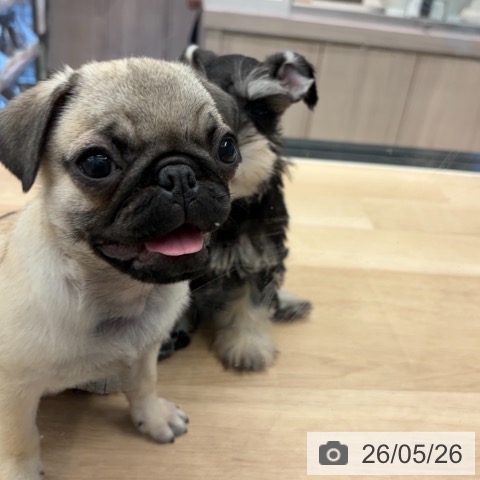神奈川県のパグ (ペットプラス 武蔵小杉店/2026年2月26日生まれ/女の子/フォーン)の子犬の3枚目の画像