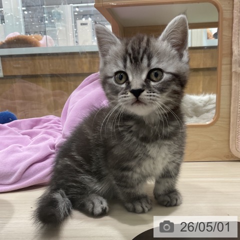 埼玉県のミヌエット (ペットプラス 上尾店/2026年2月20日生まれ/男の子/シルバータビー)の子猫の3枚目の画像