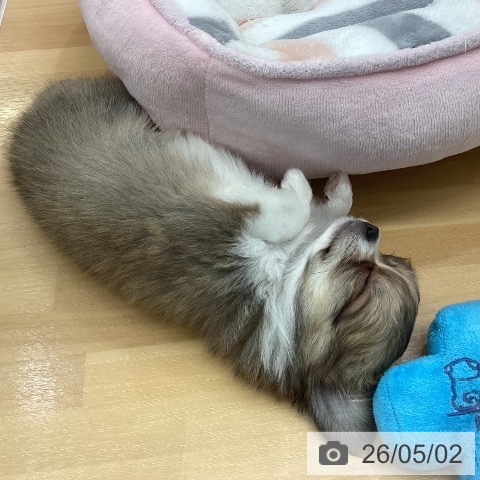 長野県のチワワ(ロング) (ペットプラス 松本店/2026年2月27日生まれ/女の子/フォーンホワイト)の子犬の3枚目の画像
