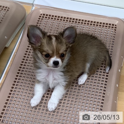 長野県のチワワ(ロング) (ペットプラス 松本店/2026年2月27日生まれ/女の子/フォーンホワイト)の子犬の3枚目の画像