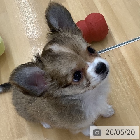 長野県のチワワ(ロング) (ペットプラス 松本店/2026年2月27日生まれ/女の子/フォーンホワイト)の子犬の3枚目の画像