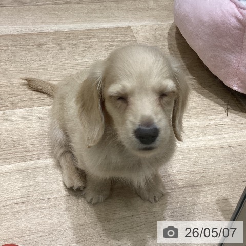 ミニチュア・ダックスフンドの写真