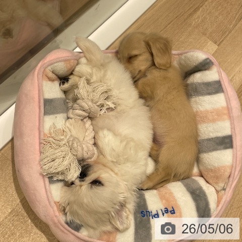 ミニチュア・ダックスフンドの写真