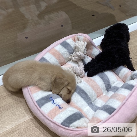 ミニチュア・ダックスフンドの写真