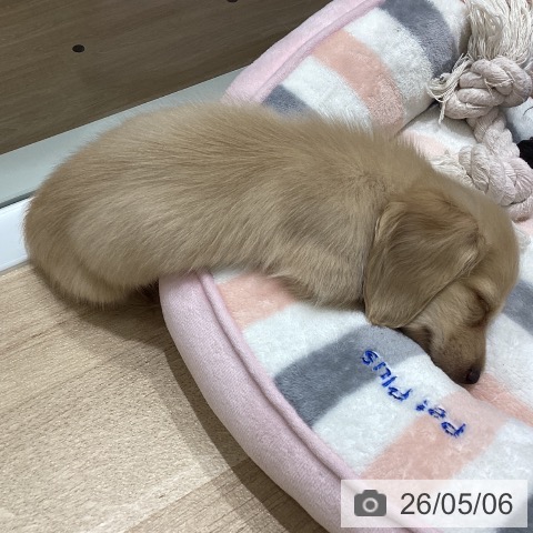 ミニチュア・ダックスフンドの写真